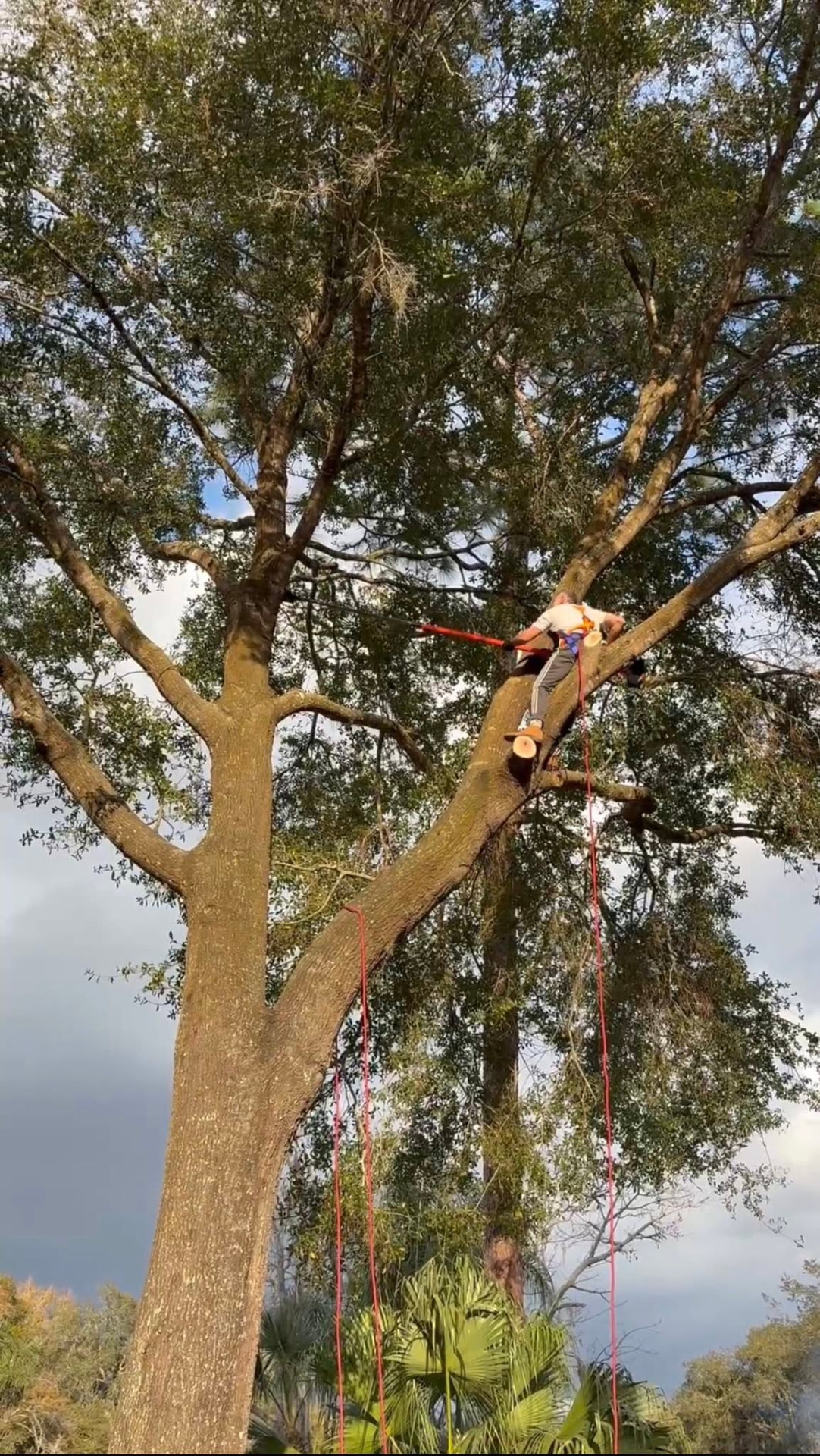 Green Touch climber trimming branches high in a tree with a pole saw