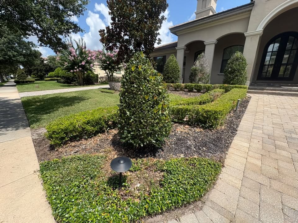 Geometric trimmed boxwood hedges in a fresh mulch bed
